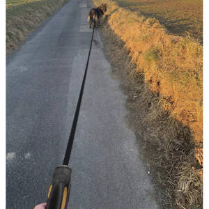 Hundebånd 5 m – sterkt fleksibånd med sikker låsemekanisme