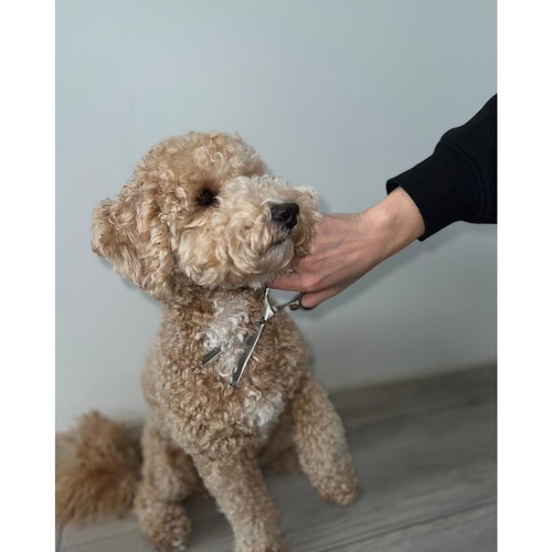 Komplett hundesaksett med rett saks, effileringssaks, buet saks og praktisk kam