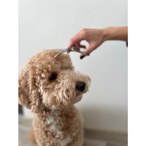 Komplett hundesaksett med rett saks, effileringssaks, buet saks og praktisk kam