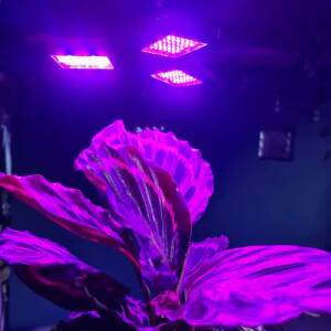 Plantelampe – Plantebelysning med 108 LED – Passer E27-sokkel