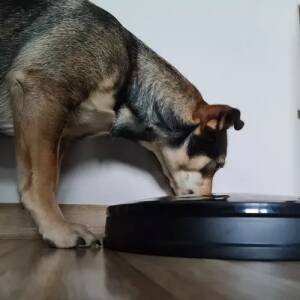 Automatisk matdispenser til hund/katt – med timerfunksjon