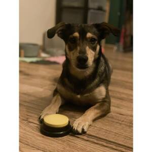 Innspillbare dyrelydknapper – treningsknapper for hund