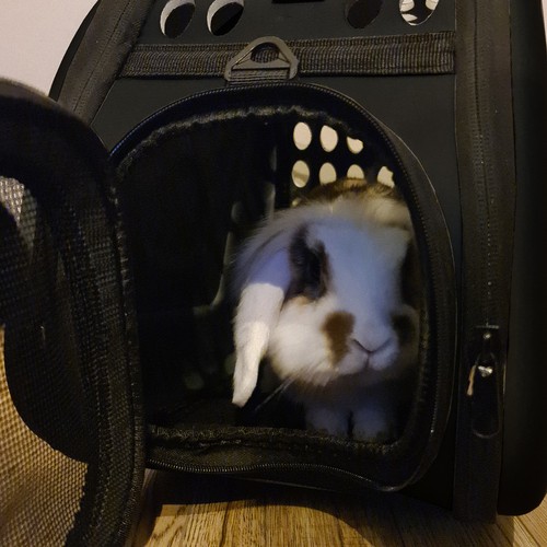 Praktisk transportveske for kjæledyr – Lett, sikker og komfortabel