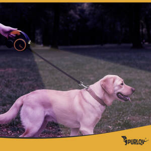 Uttrekkbart hundebånd 5 m med innebygd LED-lampe – For mellomstore hunder 10–25 kg