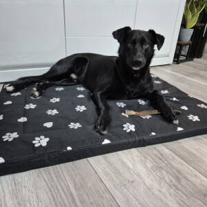 Alternative view of XXL Hundeseng 100 x 70 cm Stoff