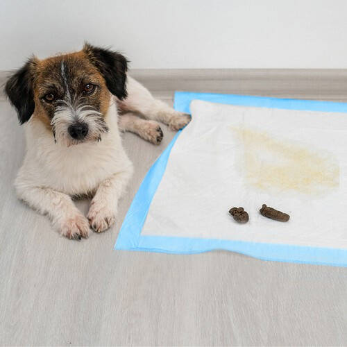 Absorberende Hygieniske Underlag Hvit 60 x 60 cm 50 stk Med 30 Poser - Bilde 13